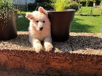 Ollie