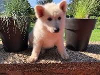 Olaf