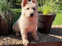 Obelix