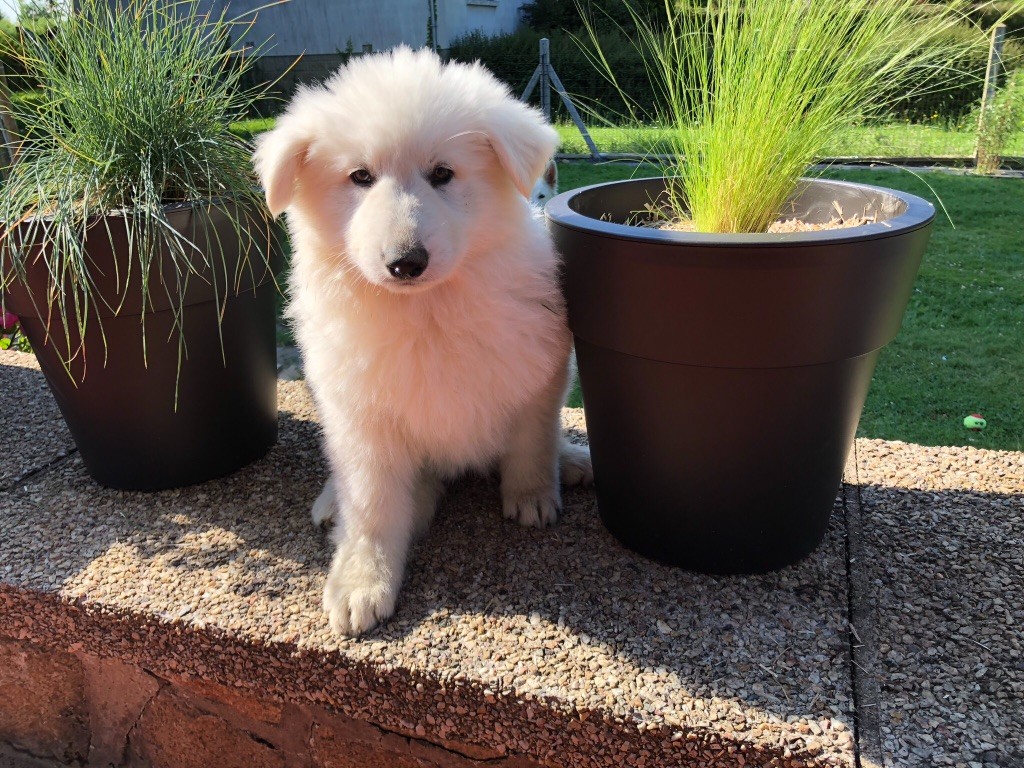Chiot Berger Blanc Suisse Des Gardiens De Beaupre
